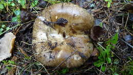 Image of Russula adusta (Pers.) Fr. 1838