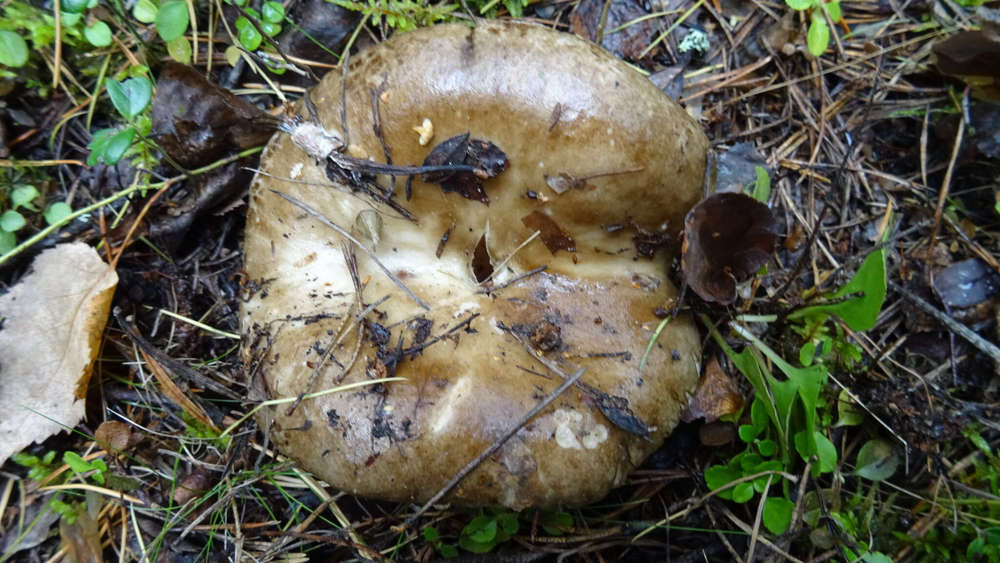 Image of Russula adusta (Pers.) Fr. 1838