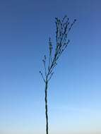 Image of stiff yellow flax