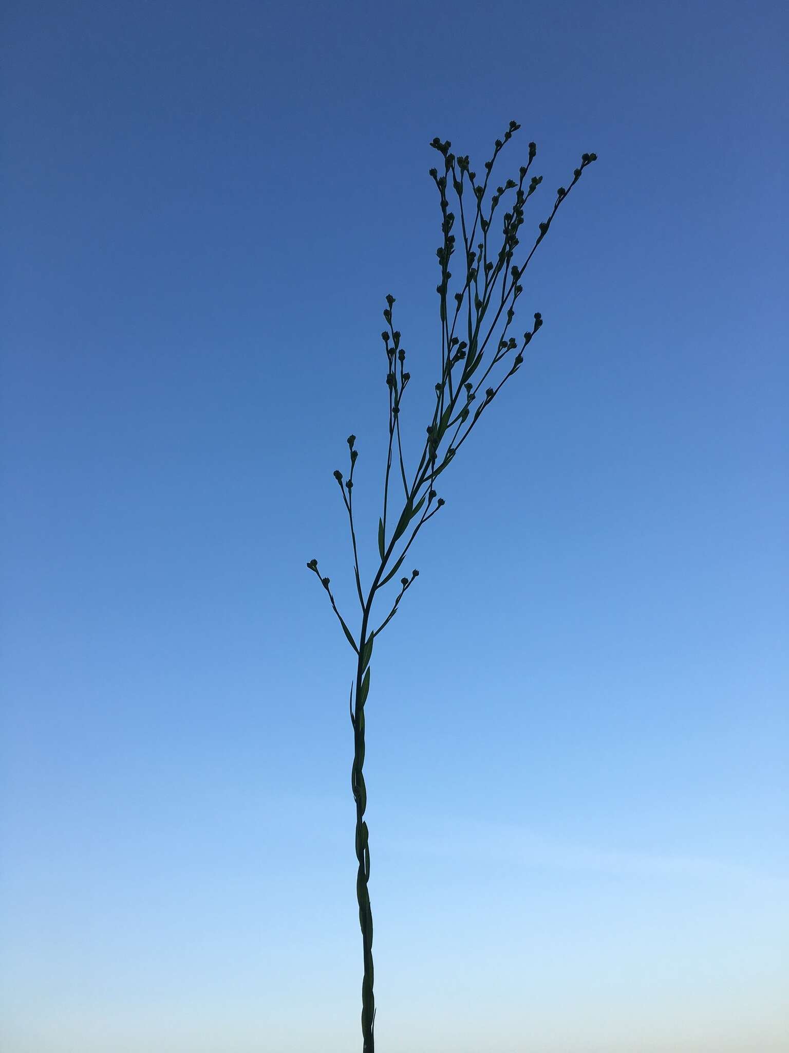 Image of stiff yellow flax