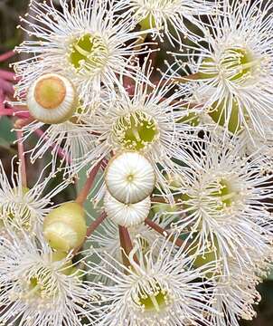 Sivun Corymbia calophylla (Lindl.) K. D. Hill & L. A. S. Johnson kuva