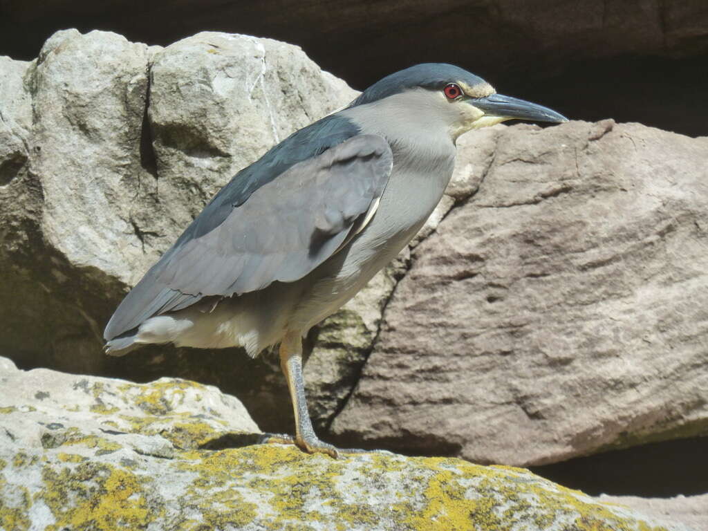 Image of black-crowned night-heron