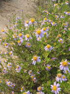 Image de Felicia filifolia subsp. filifolia