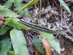 Image of Deer tongue fern