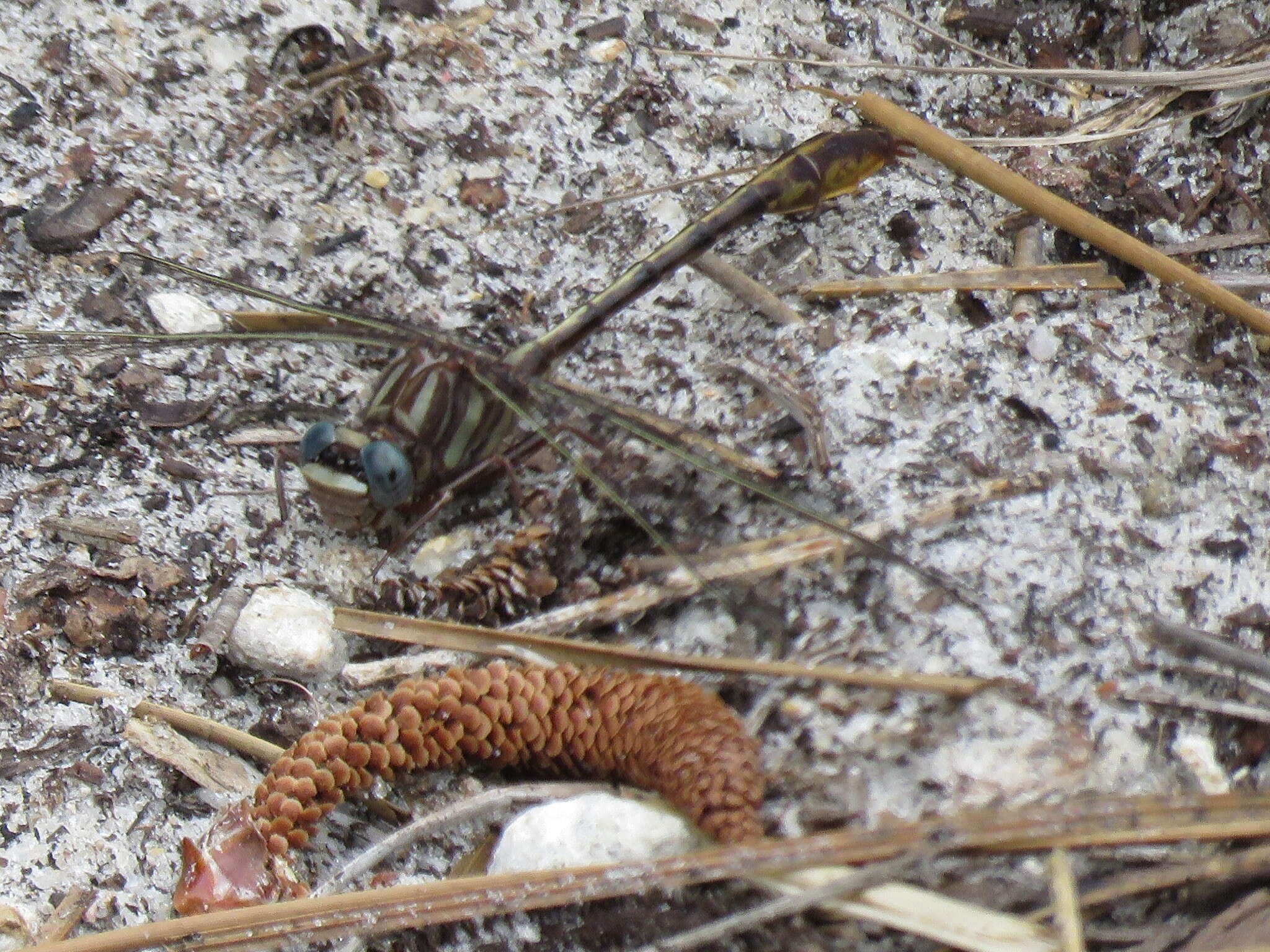 Image of Cypress Clubtail