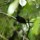 Image of Bare-crowned Antbird