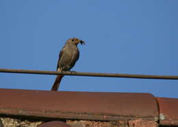 Image of Phoenicurus ochruros gibraltariensis (Gmelin & JF 1789)