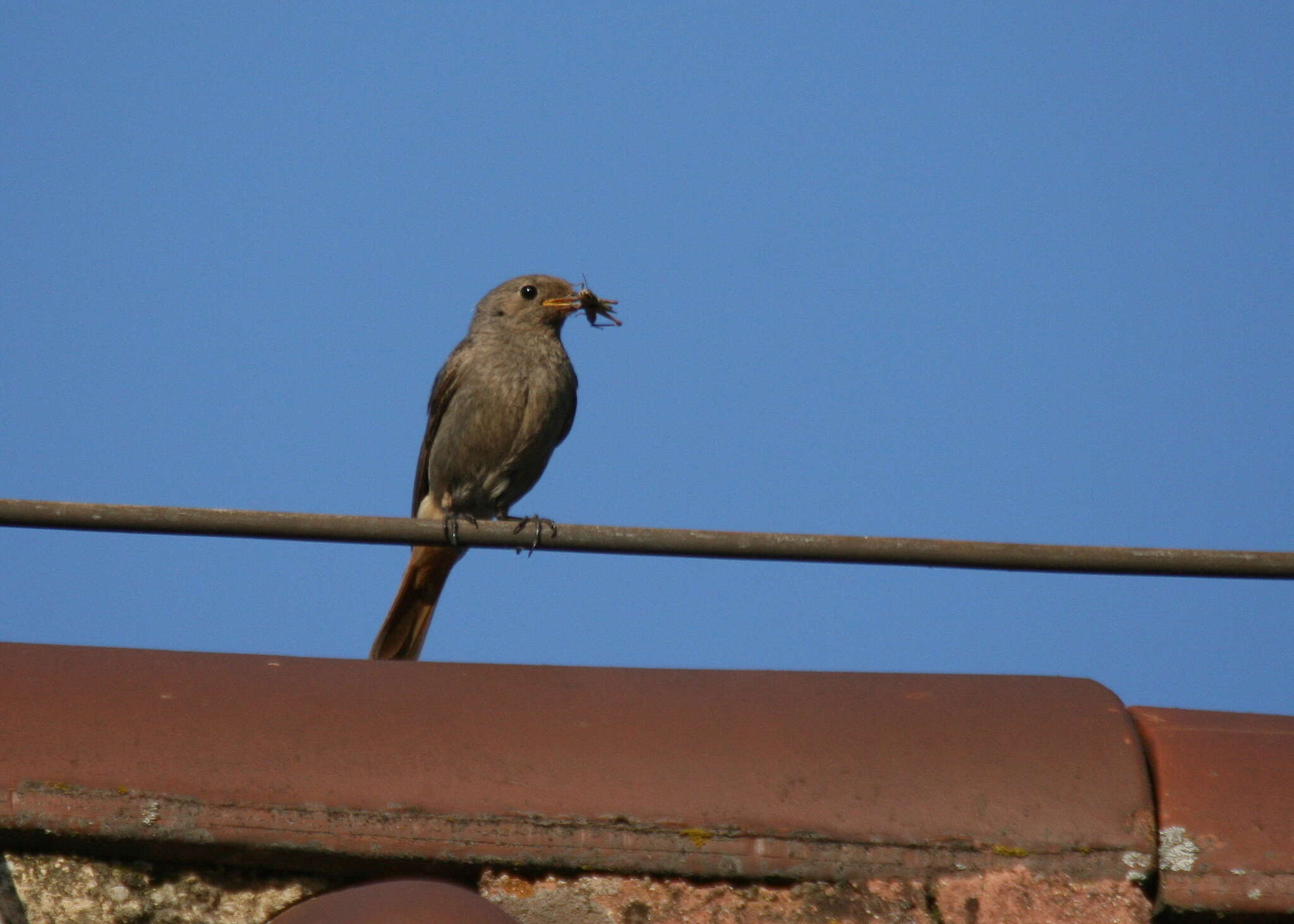 Image of Phoenicurus ochruros gibraltariensis (Gmelin & JF 1789)