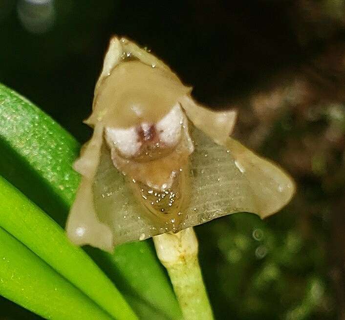 Image of Maxillaria angustissima Ames, F. T. Hubb. & C. Schweinf.