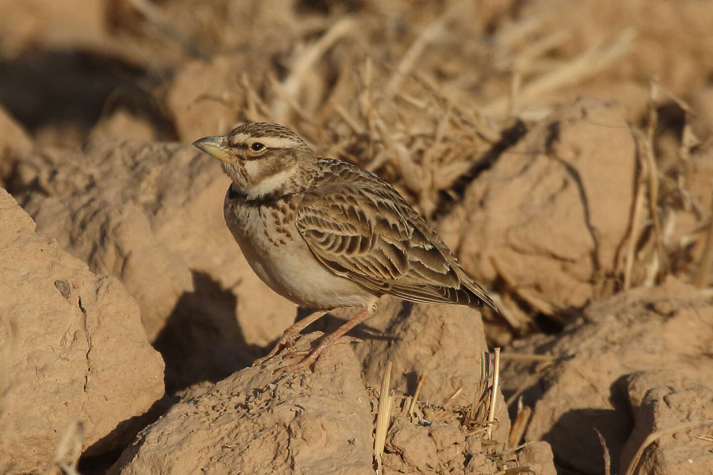 Image of Bimaculated Lark