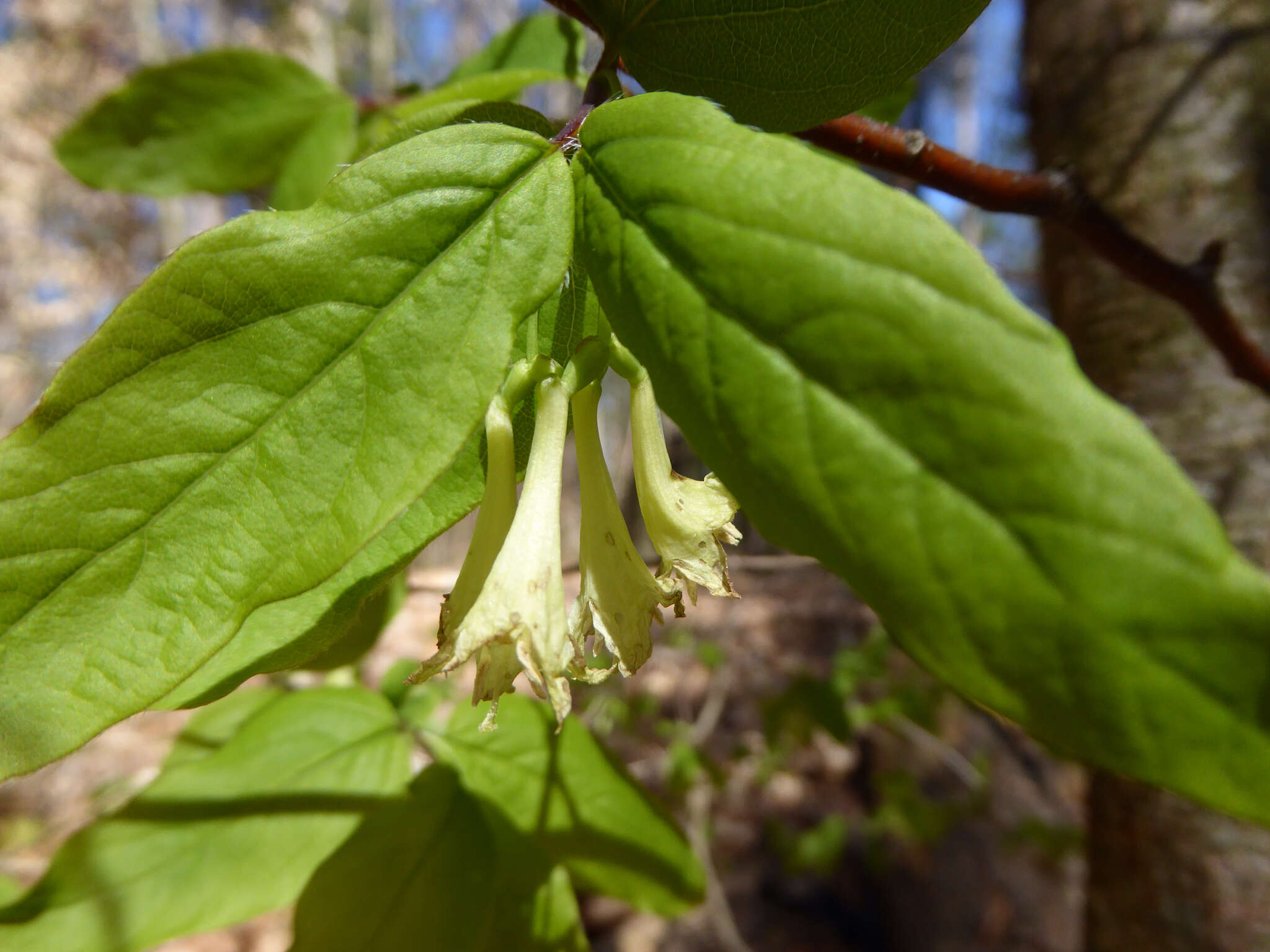 Image de Lonicera canadensis Bartr. ex Marsh.