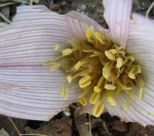 Image of Colchicum melanthioides subsp. melanthioides