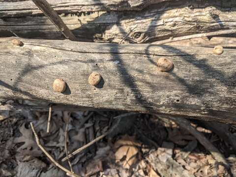 Image of Lycogala flavofuscum