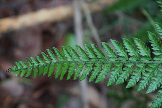 Image of East Indian hollyfern