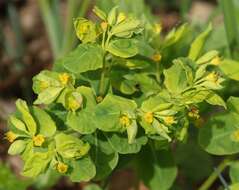 Image of Euphorbia carniolica Jacq.