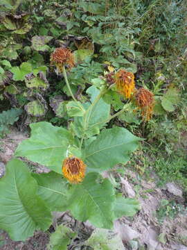 Image of Inula magnifica Lipsky