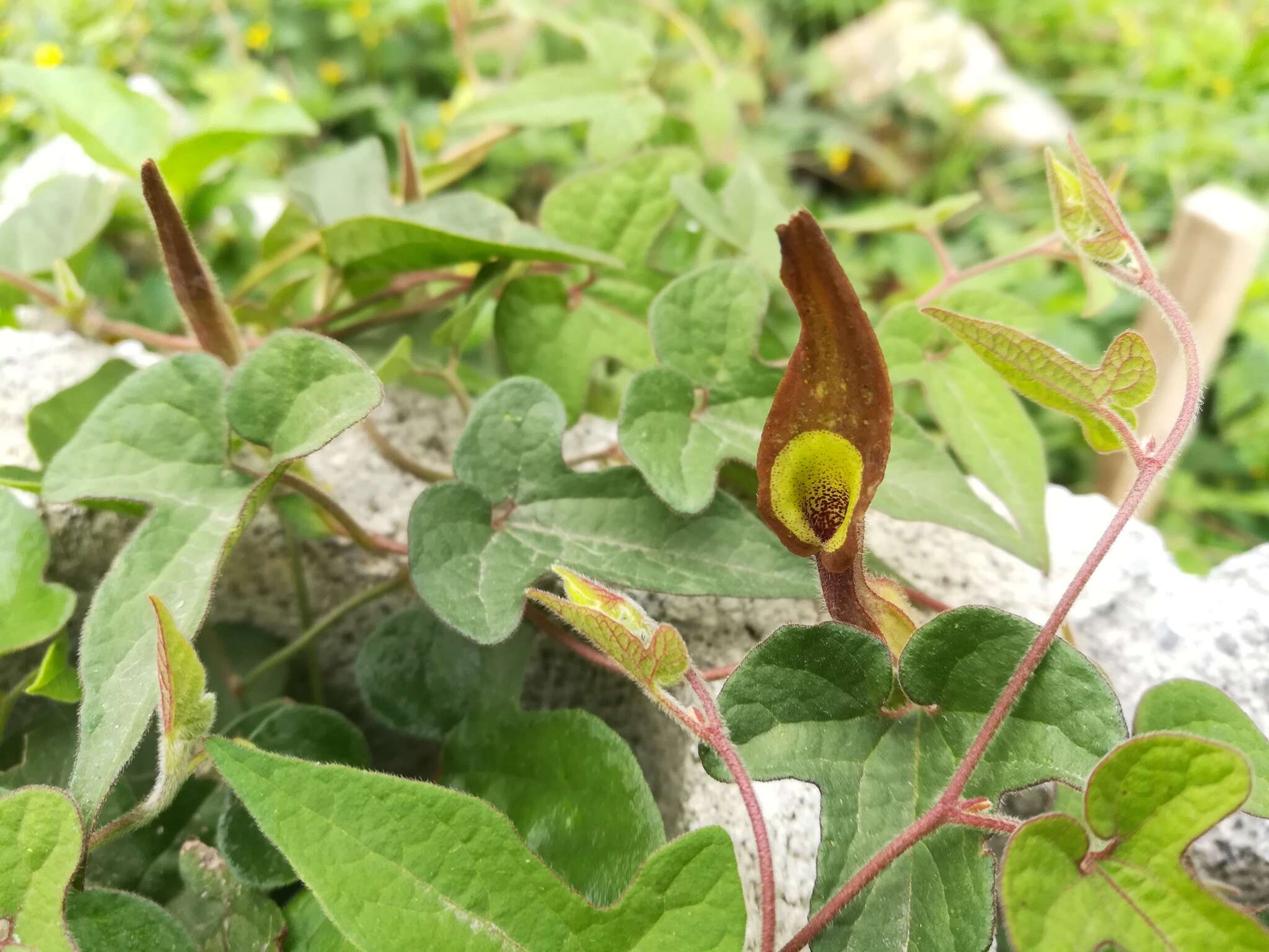 Image de Aristolochia pentandra Jacq.