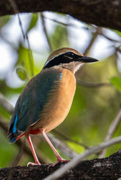 Image of Indian Pitta