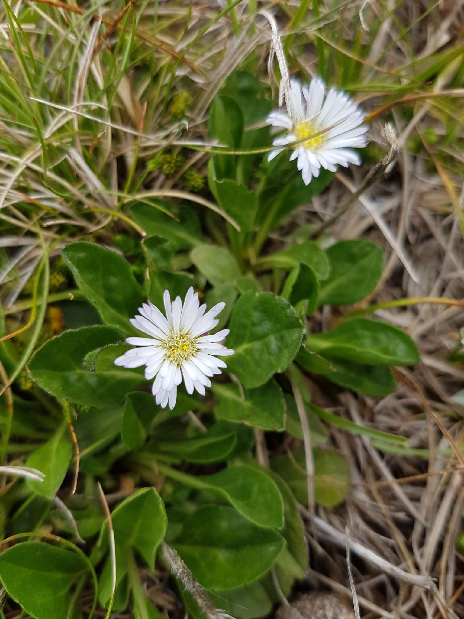 Pappochroma nitidum (S. J. Forbes) G. L. Nesom resmi