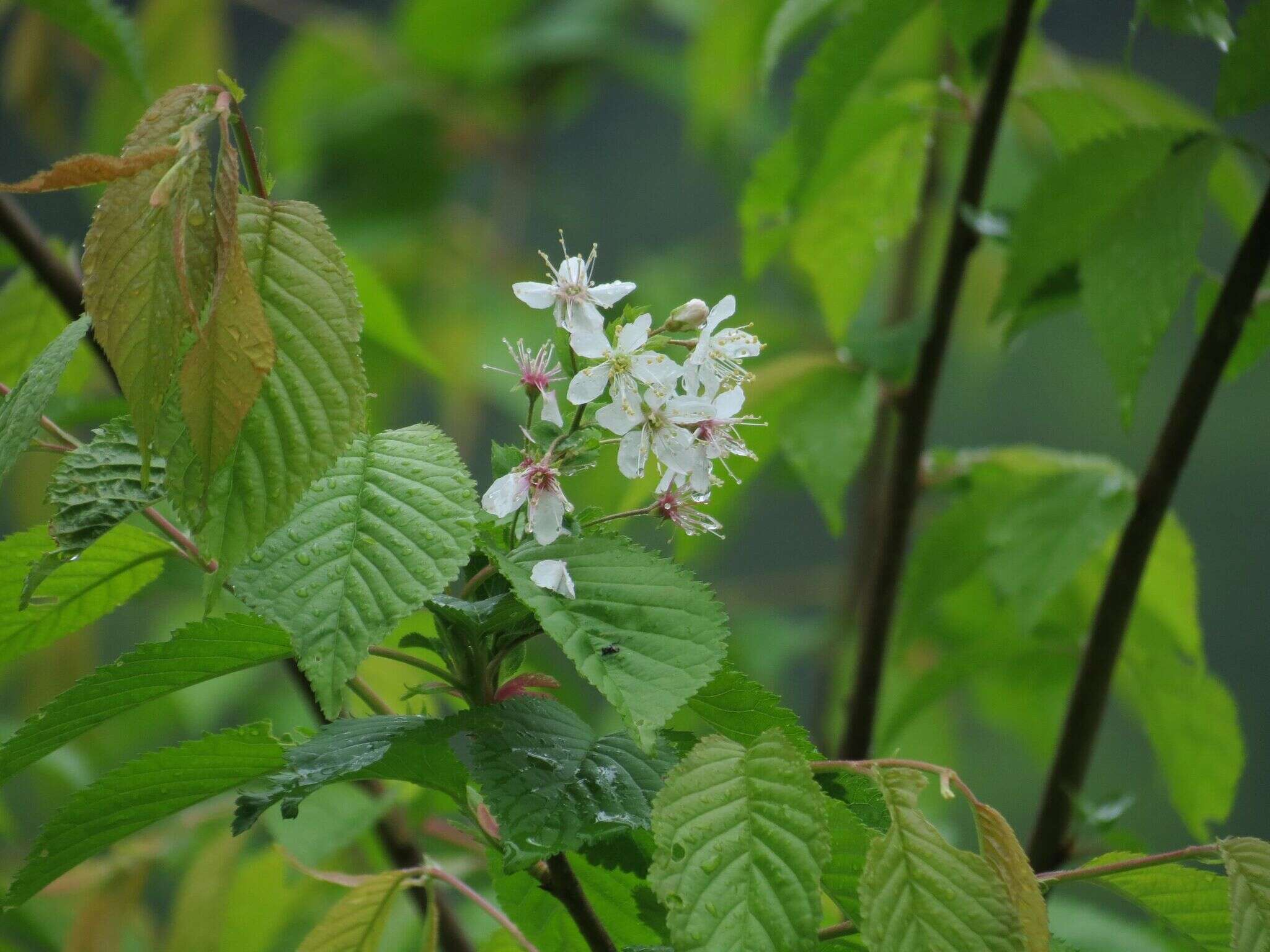 Image of Corydalis gigantea Trautv. & Meyer