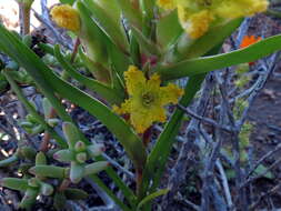 Image of Ferraria flava Goldblatt & J. C. Manning