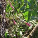 Imagem de Tillandsia tenuifolia L.