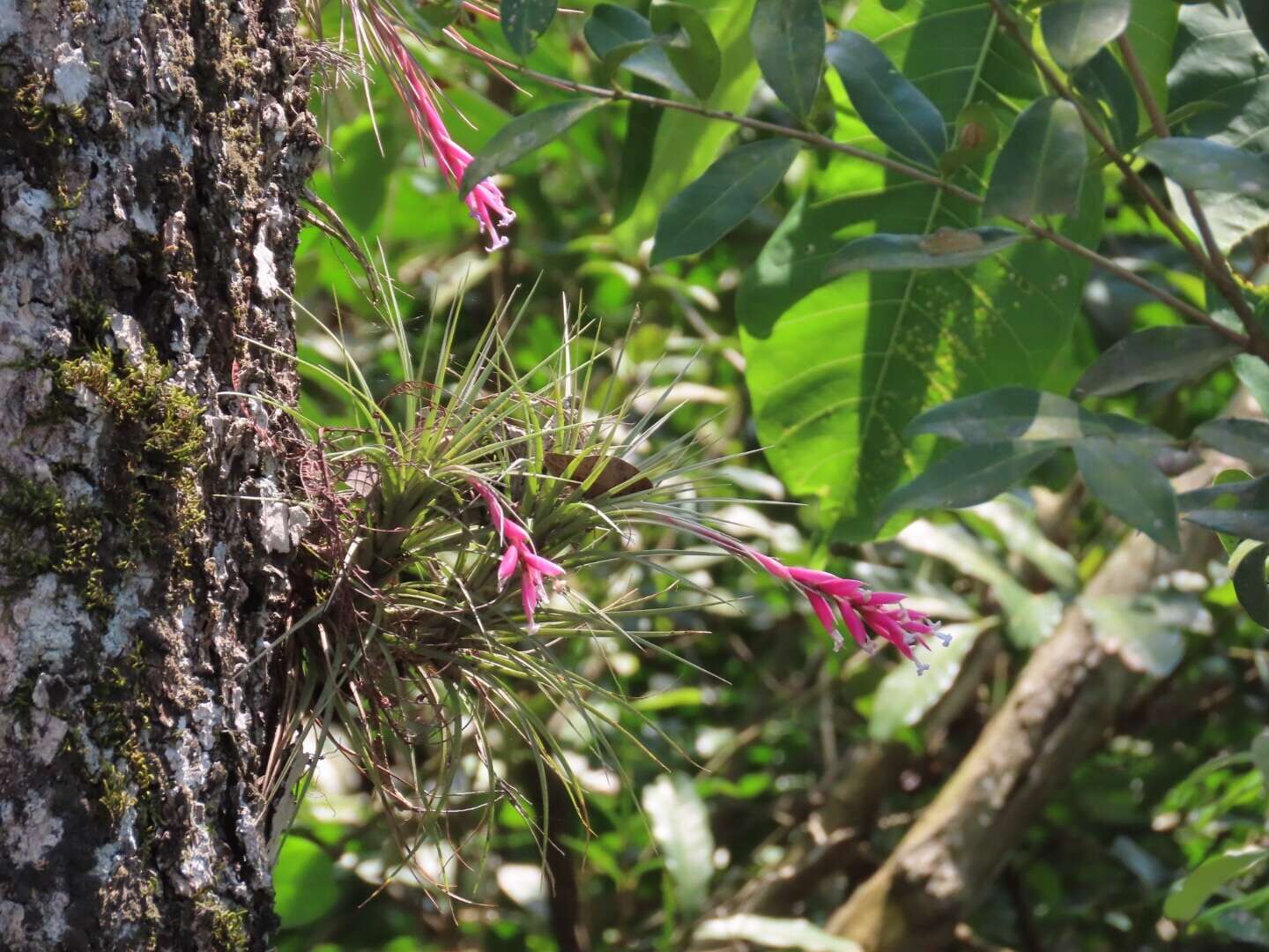 Image of narrowleaf airplant