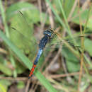 Imagem de Nesciothemis fitzgeraldi Pinhey 1956