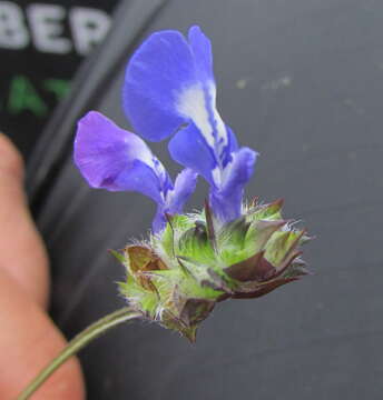 Image of Salvia tetramerioides Mart. Gord., Fragoso & García-Peña