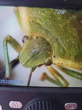 Image of Chlorochroa (Chlorochroa) granulosa (Uhler 1872)