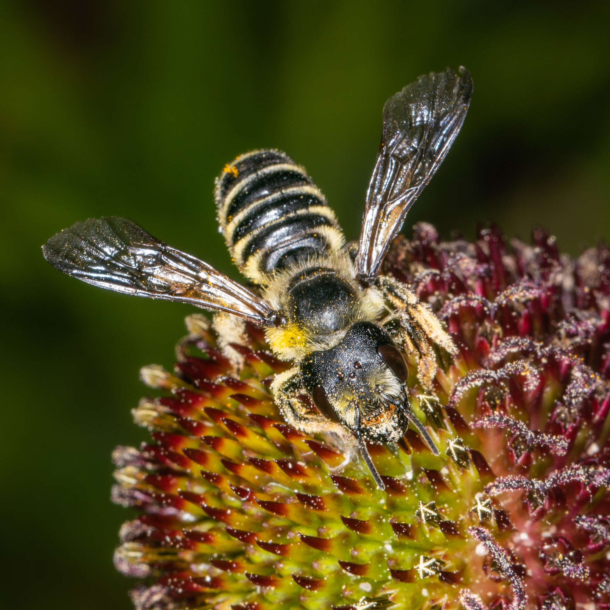 Megachile pugnata Say 1837的圖片