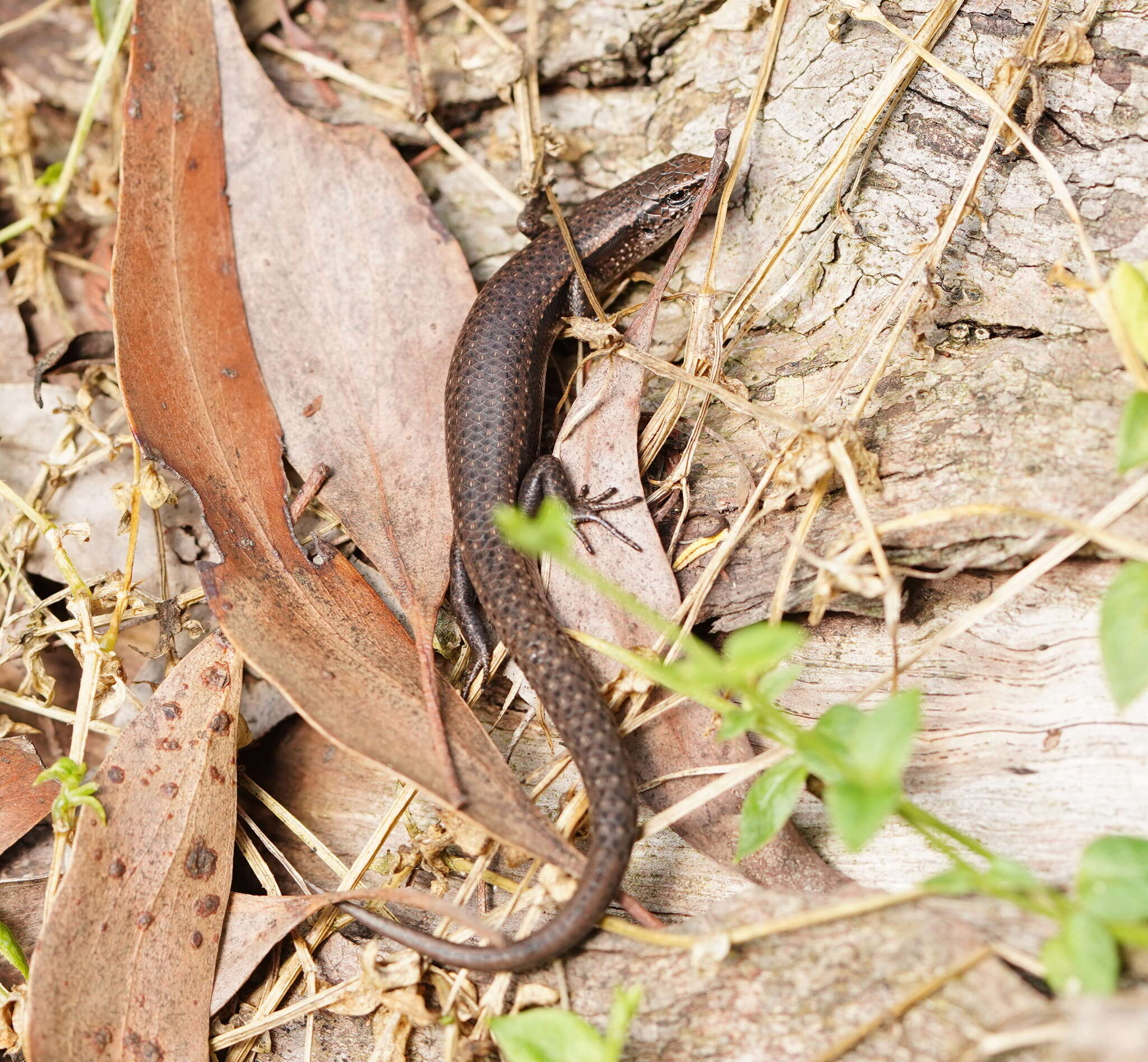 Image of Southern Forest Cool-skink