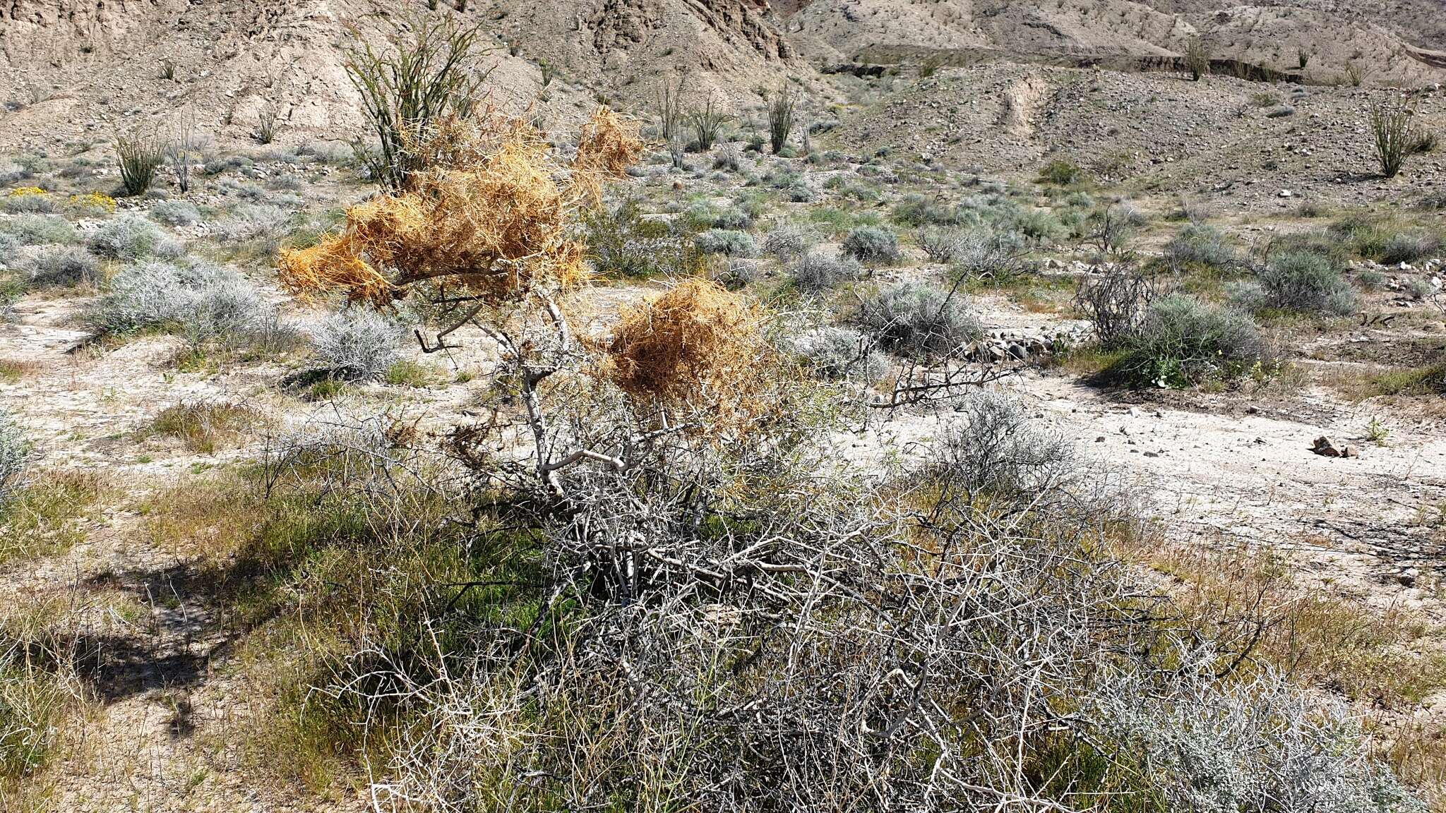 Image of <i>Cuscuta psorothamnensis</i>