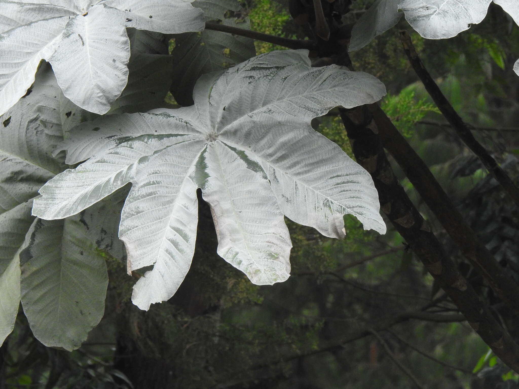 Cecropia telenitida Cuatrec.的圖片