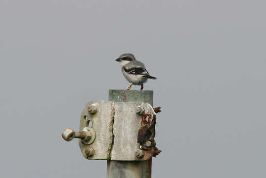 Image of San Clemente loggerhead shrike