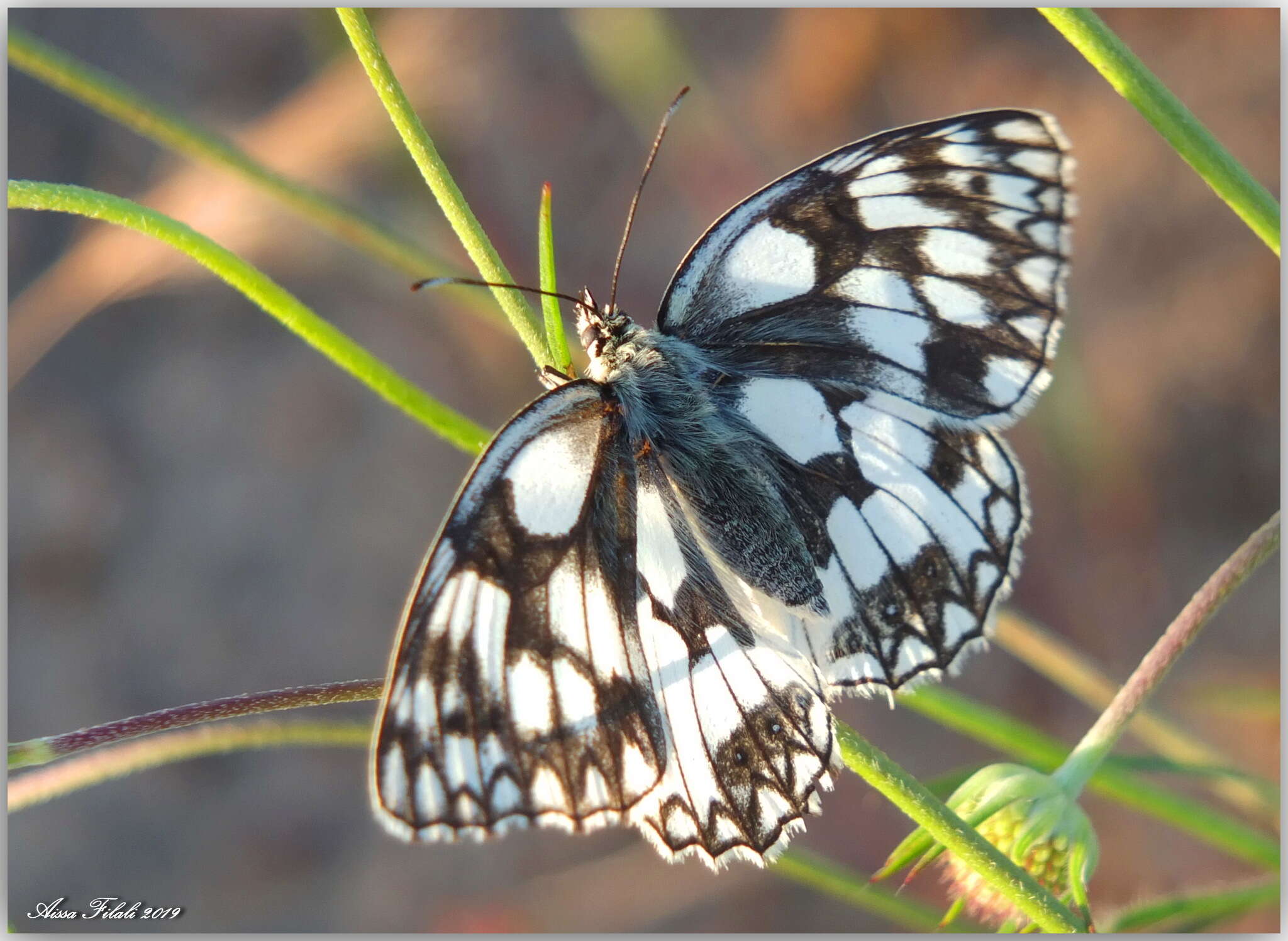 Image of Melanargia lucasi Rambur 1858