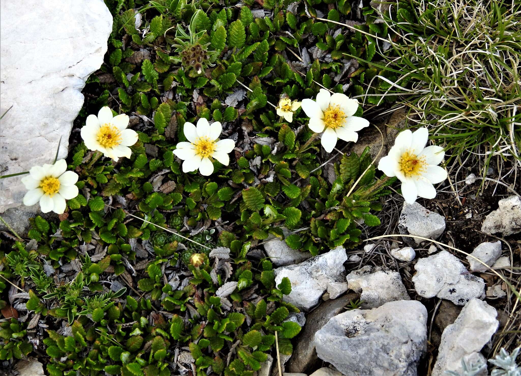 Image of eightpetal mountain-avens