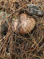 Image of Tricholoma batschii Gulden 1969