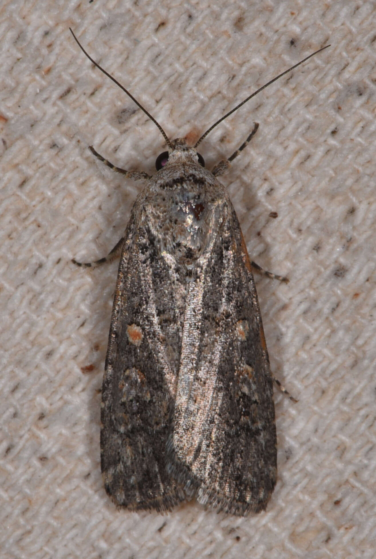 Image of beet armyworm