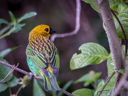 Image of Gilt-edged Tanager