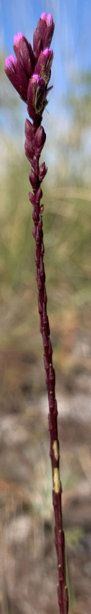 Image of Liatris quadriflora (Chapm.) E. L. Bridges & Orzell