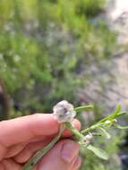 Image of Centaurea pineticola Iljin