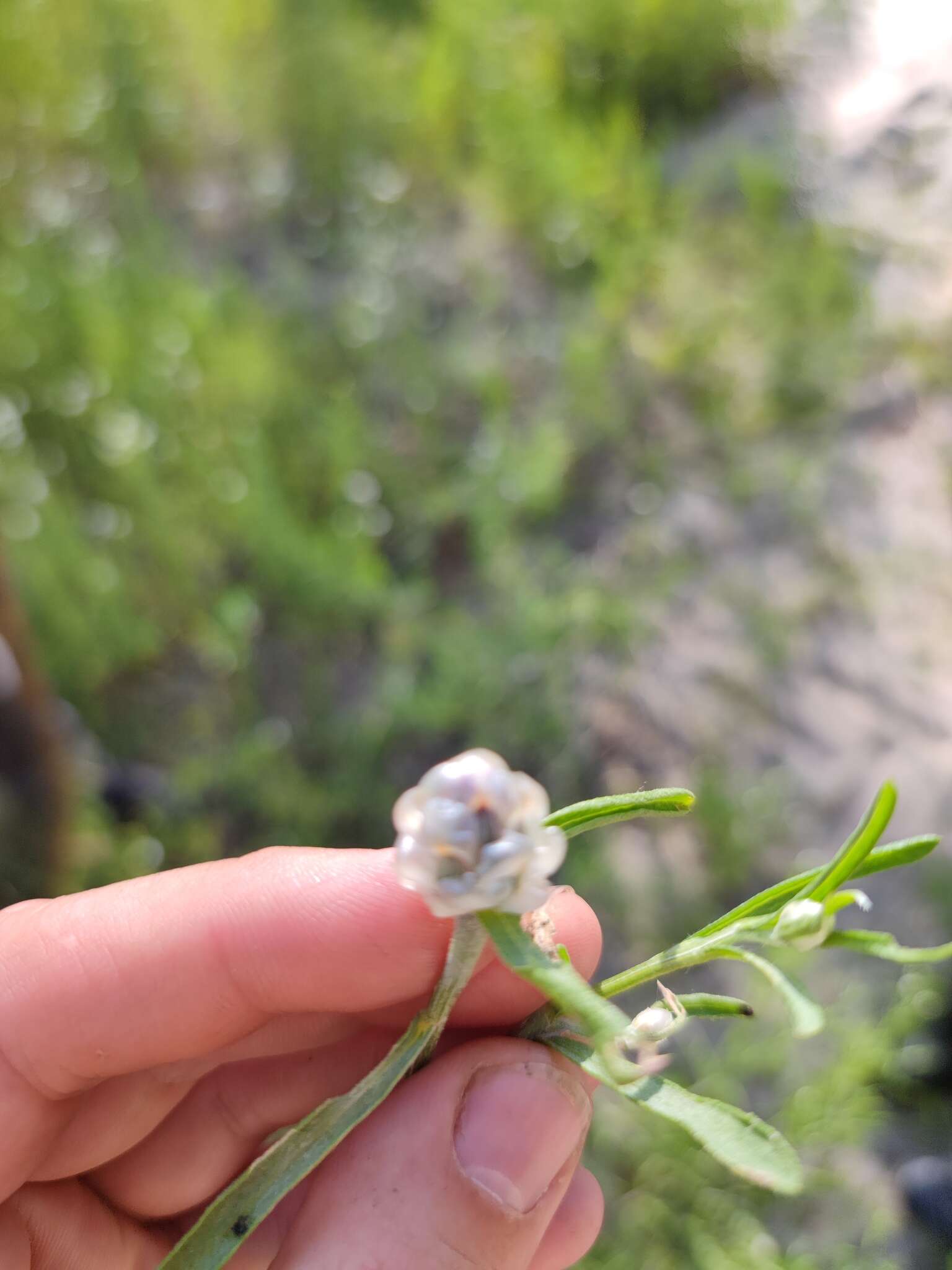 Image of Centaurea pineticola Iljin