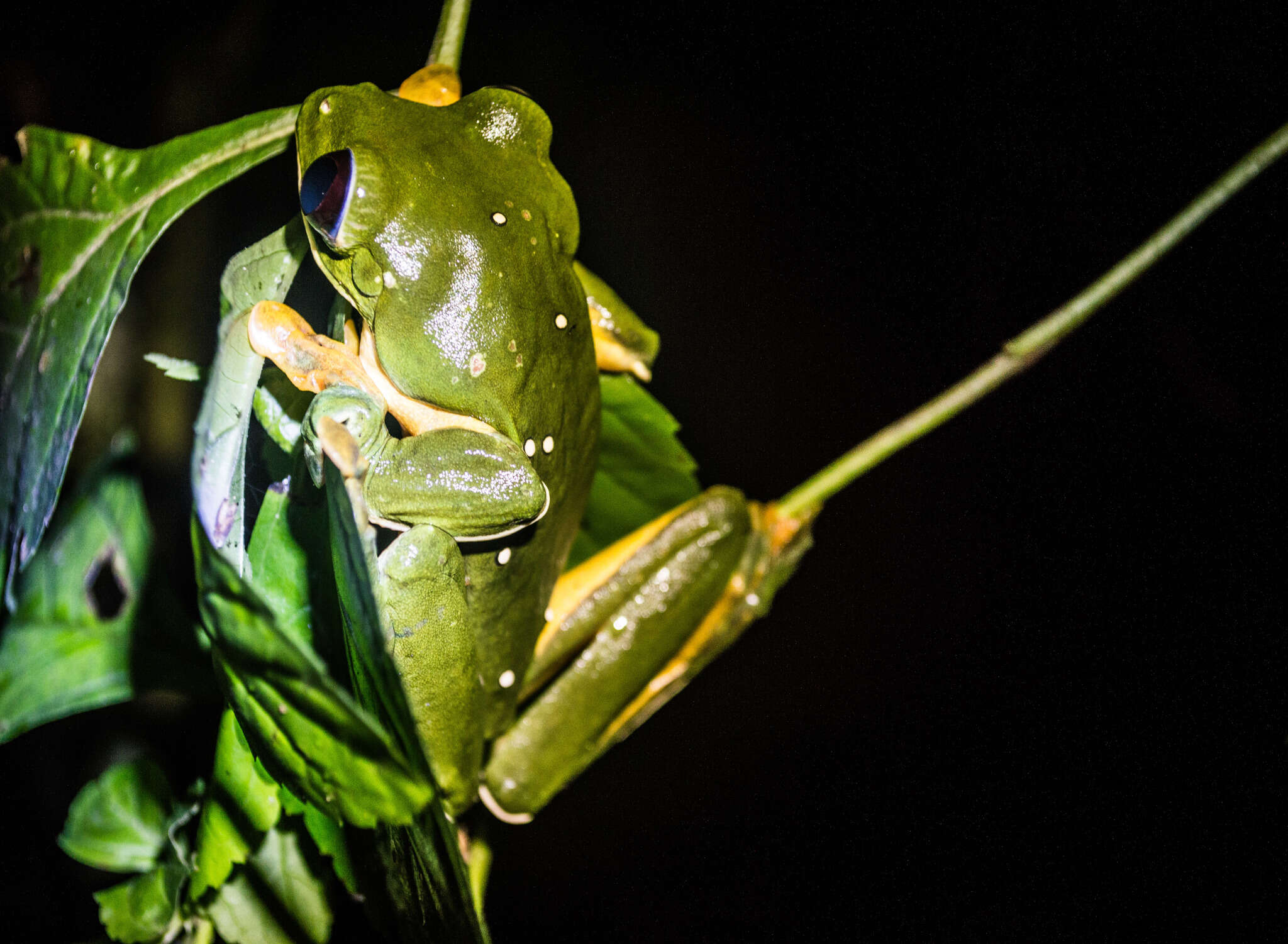 Image of Pink-sided Treefrog