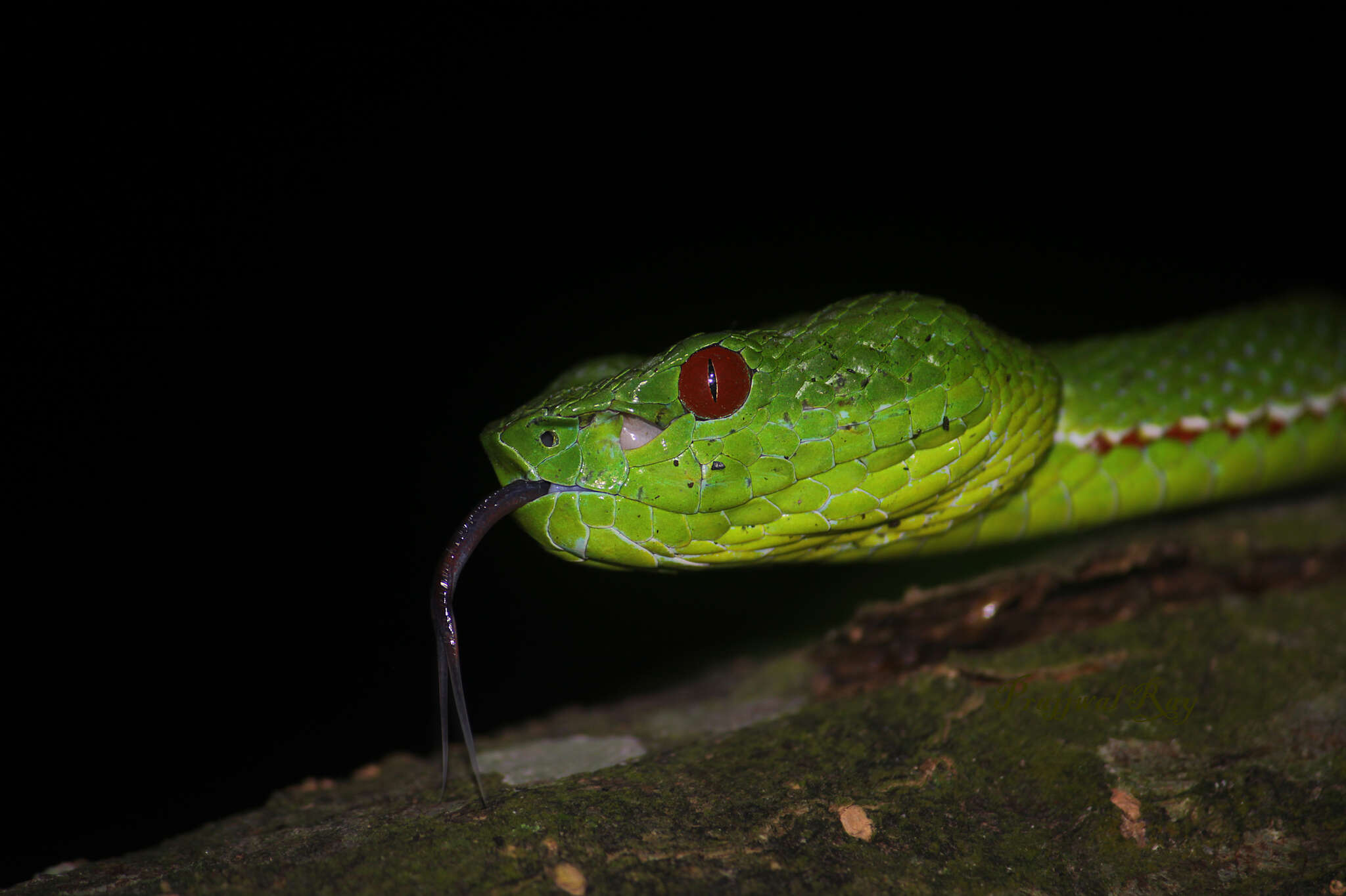 Image of Pope's pit viper