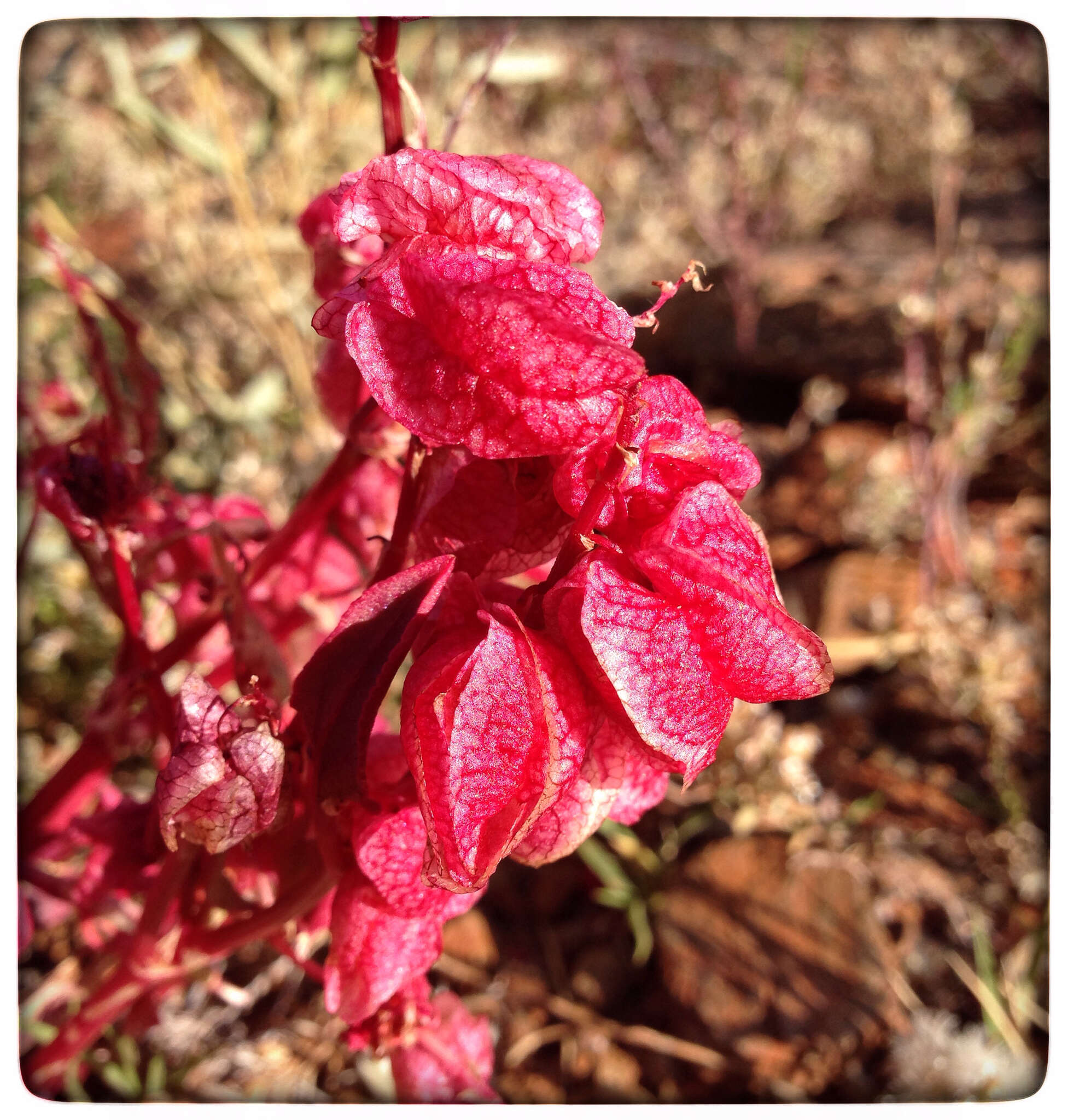 Rumex vesicarius L. resmi