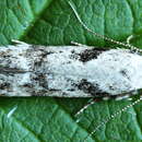 Image of Caryocolum blandella Douglas 1852