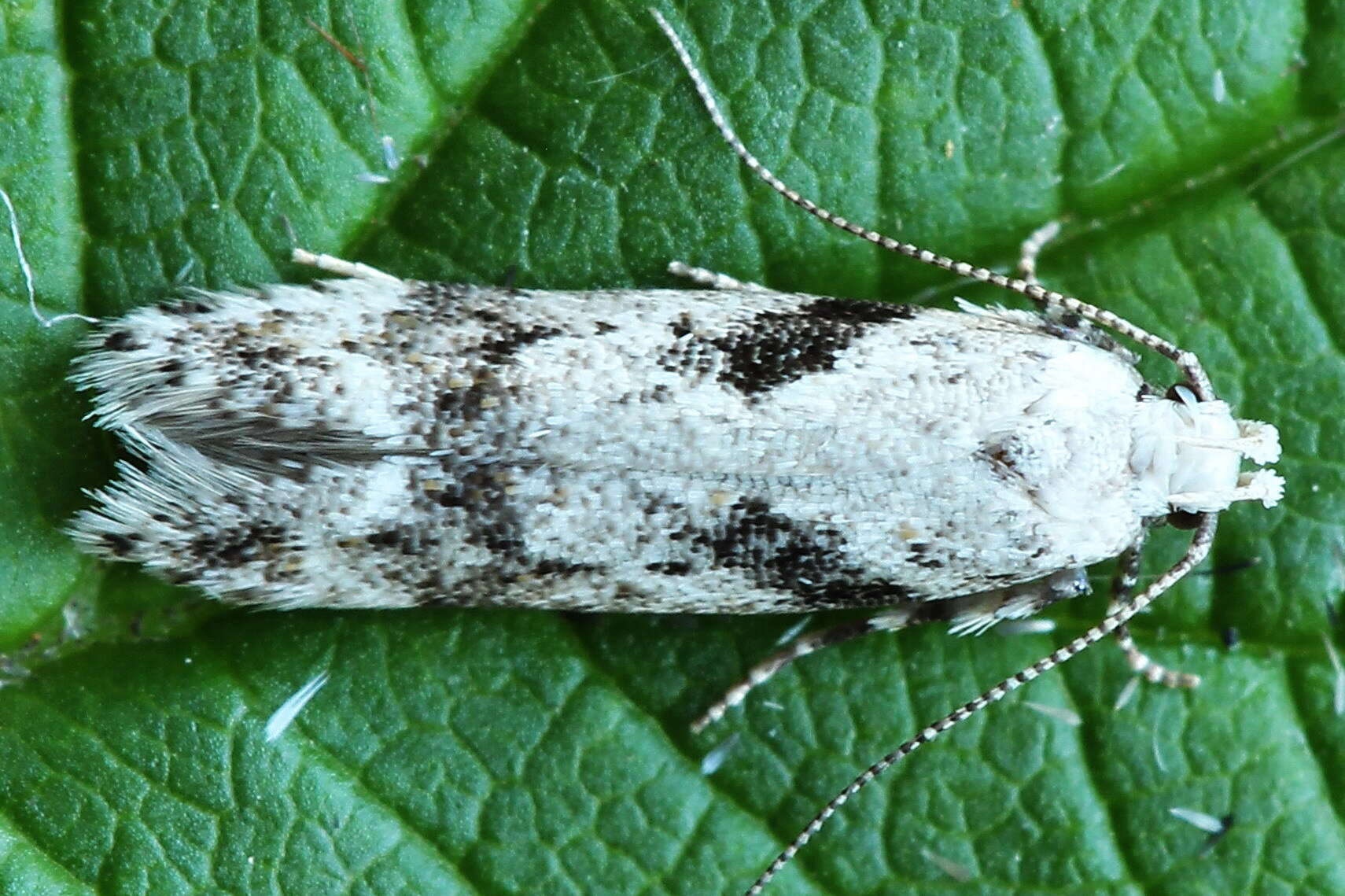 Image of Caryocolum blandella Douglas 1852