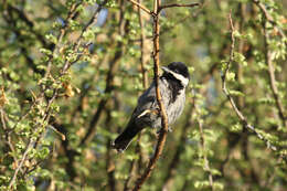 Plancia ëd Melaniparus cinerascens (Vieillot 1818)