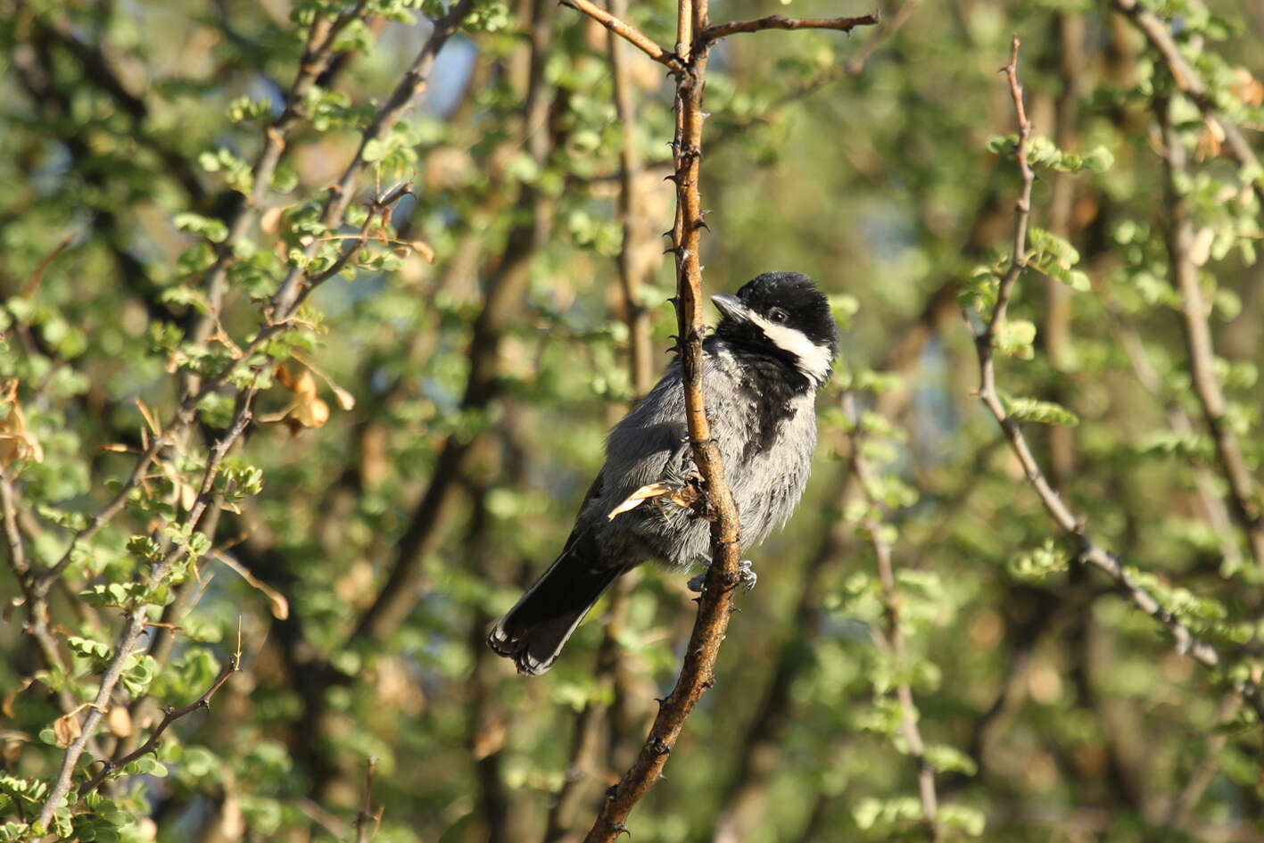 Plancia ëd Melaniparus cinerascens (Vieillot 1818)